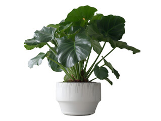 鉢植え観葉植物の美しさ（切り抜き） No.076  Beauty of potted houseplants (clipping) Generative AI