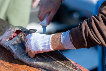 Fresh codfish out of the Atlantic Ocean filleted and cleaned on a wooden table. The chef prepares the white raw fish for the market. Fillets and loins are cut from the whole codfish with a knife.