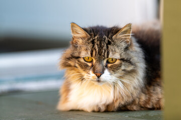 A Maine coon cat, black, brown and white coloured. The verticle pupils are long black slits with orange around them. The feline has a large white patch on its chest. The animal has two pointy ears.