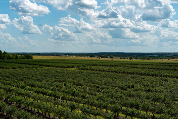 Fototapeta na wymiar Rows of a variety of deciduous trees in black colored pots under the blue sky. There are orange, grape, and ash, The large tree farm has hills and valleys with a wire fence surrounding the property.