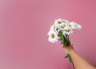Minimal design flat lay. Female hands holding daisies bouquet on pink background.
