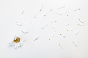 Daisy flower with flying petals on white background