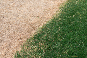 Closeup Real indented green grass split growing on pathway	