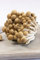 Champignons de hêtre brun ou champignons Shimeji isolés sur fond blanc