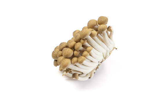 Champignons de h&ecirc;tre brun ou champignons Shimeji isol&eacute;s sur fond blanc