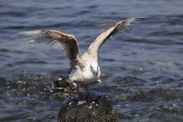 朝の東京湾ゲートブリッジ
