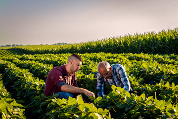 Two farmers standing in a field examining soy crop. - Powered by Adobe