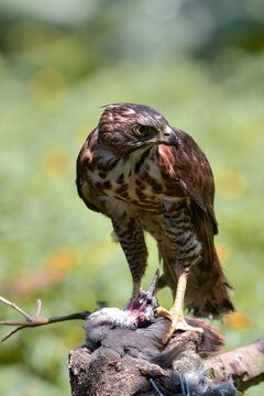 Close-up of a crested goshawk (Accipiter trivirgatus), Indonesia