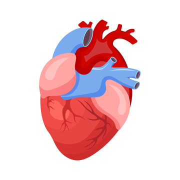 Human Heart - vector illustration. Internal organ isolated on white.