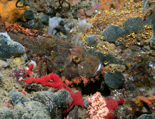 A Bearded Scorpionfish camouflaged on corals Boracay Island Philippines