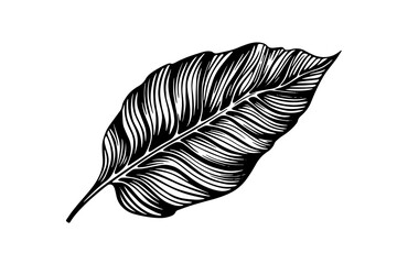 Exotic tropical leaf hand drawn vector. Botanical leaves engraved ink art.