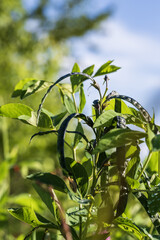 Green pea pods grow on branches