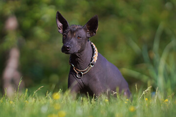 Obedient Xoloitzcuintle (Mexican hairless dog) with a paracord collar posing outdoors lying down on a green grass with yellow flowers in summer