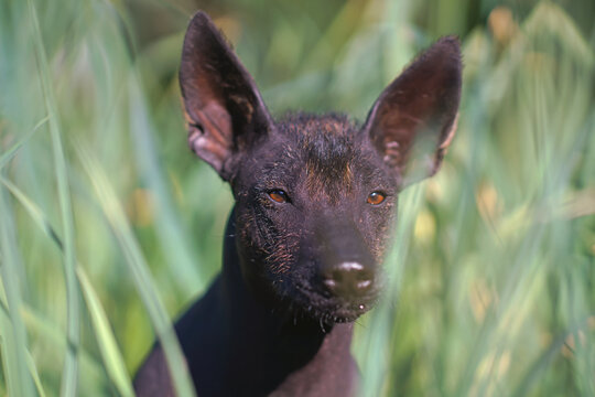 The portrait of a cute Xoloitzcuintle (Mexican hairless dog) posing outdoors in a green grass in summer