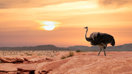Ostrich standing in a desert landscape at dusk, California, USA