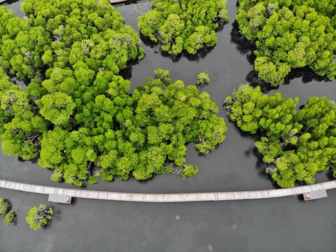 Aerial view of a wooden jetty through a mangrove forest, Jayapura, Papua, Indonesia