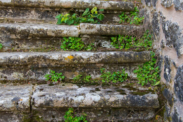 old stone stairs with small leaves and moss sticking out between the steps