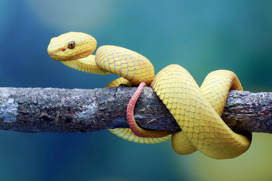 Close-up of a yellow viper coiled on a branch, Indonesia
