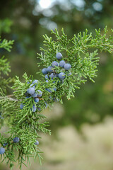 Juniper berry