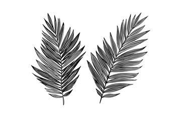 Exotic tropical leaf hand drawn vector. Botanical leaves engraved ink art