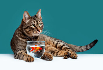 Striped cat and an aquarium with a goldfish on a turquoise background