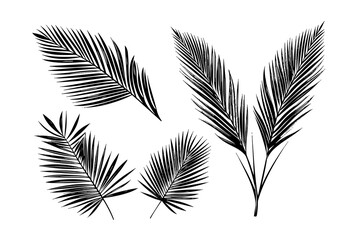 Exotic tropical leaf hand drawn vector. Botanical leaves engraved ink art