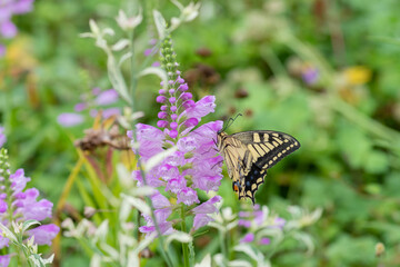 キアゲハとハナトラノオ
