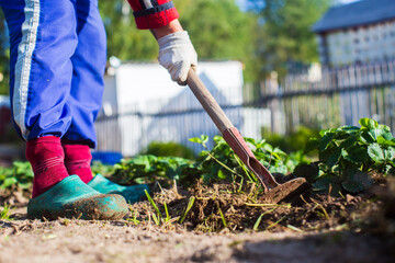 Farmer cultivating land in the garden with hand tools. Soil loosening. Gardening concept....