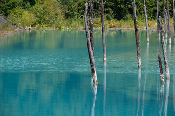 古木を映す夏の青い池
