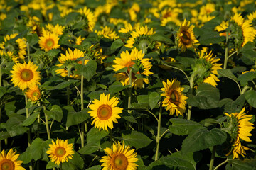 満開のヒマワリ畑