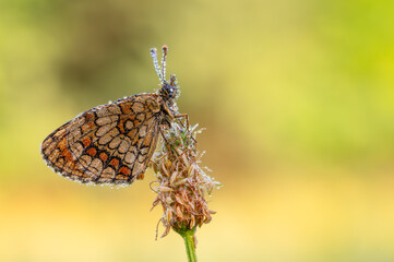 Beautiful butterfly on the meadow in the morning.