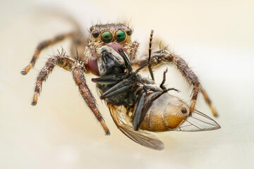 close up of a spider