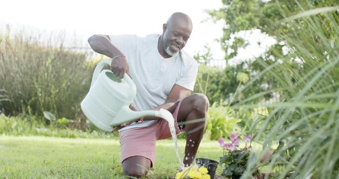 Happy african american senior man gardening in sunny garden, slow motion