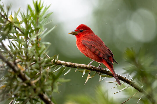Close-up of  a Flame-colored tanager perched on a branch, Costa Rica