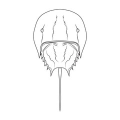 Asia Horseshoe Crab (Tachypleus tridentatus) isolated on white background. Vector illustration EPS 10. editable stroke.