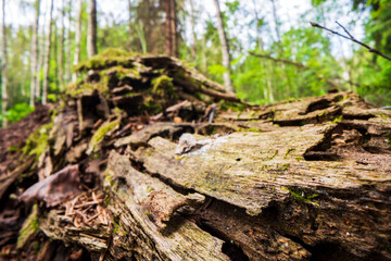 Fototapeta na wymiar Beautiful surface of an old fallen tree. There are pieces of bark and some green moss. Selective focus in the foreground with a blurred background