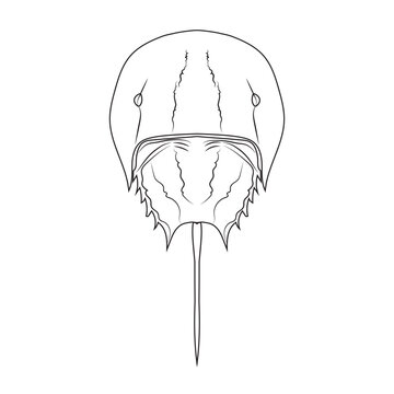 recommend clip art: Asia Horseshoe Crab (Tachypleus tridentatus) isolated on white background. Vector illustration EPS 10. editable stroke.