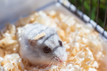 A gray little hamster close-up lives in a cage with wood shavings. Cute baby animal in a small...