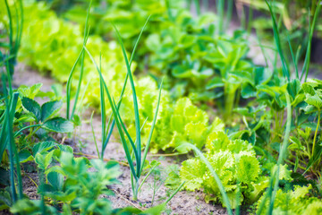 Pea crops planted in soil get ripe under sun. Cultivated land close up with sprout. Agriculture plant growing in bed row. Green natural food