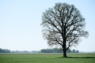 Lonely oak tree in the middle of a green field in spring