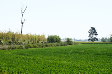 Rural landscape with a field and a trees