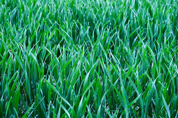 Green wheat field in spring. Close up of young green wheat field