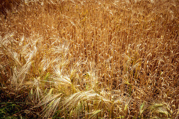 wheat fields in summer, Etretat, Normandy, france