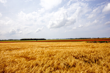 wheat fields in summer, Etretat, Normandy, france