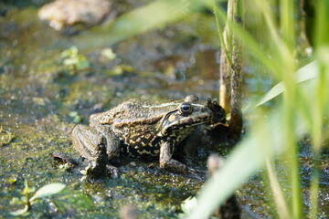 Frog. Big frog in the swamp. Frog in the pond. Wild animals.