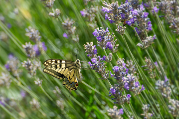 Old World Swallowtail or common yellow swallowtail (Papilio machaon) sitting on lavender in Zurich, Switzerland