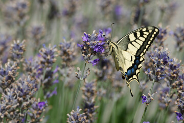 Old World Swallowtail or common yellow swallowtail (Papilio machaon) sitting on lavender in Zurich, Switzerland