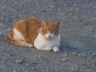 ねこ 000229