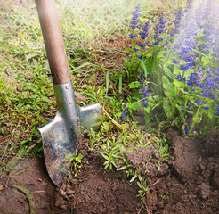 Digging virgin soil among the flowers