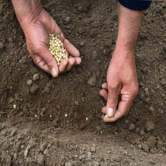 Male hands planting a pea seeds